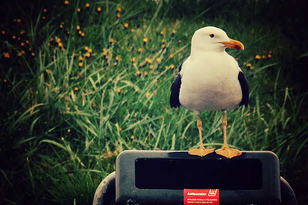 Iceland Photo-A-Day #59