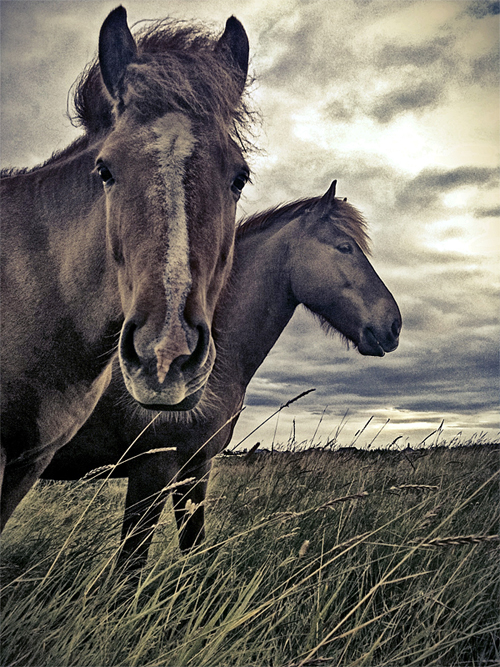 Iceland Photo-A-Day #87